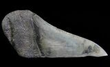 Fossil Megalodon Tooth Paper Weight #66218-1